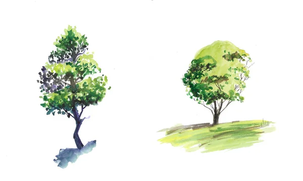 Akvarell Träd Skiss Vit Bakgrund — Stockfoto