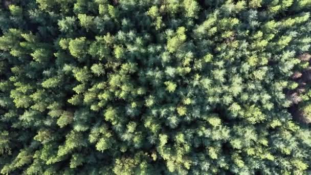 Aerial drone birds eye view over a lush green pine forest — Stock Video
