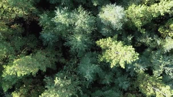 Vue aérienne d'un drone sur une forêt luxuriante de pins verts 