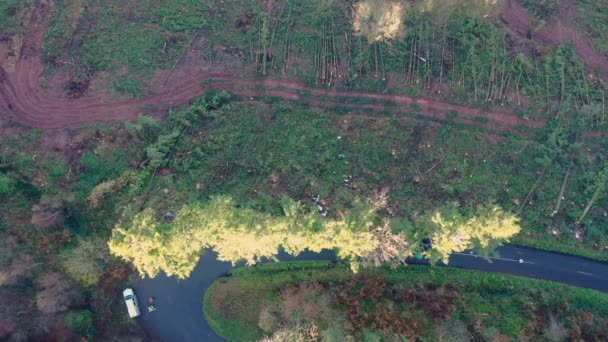 Az erdészeti dolgozók kivágása után lezuhant fa légi felvételei — Stock videók