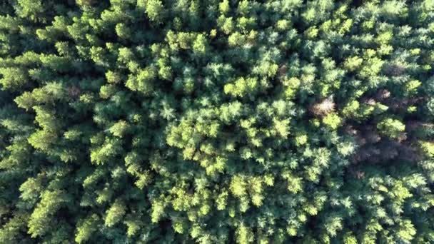 Aerial drone view over a lush green pine forest — Stock Video