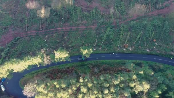 Дерево падає на землю після падіння працівників лісового господарства — стокове відео