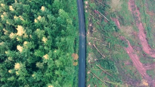 Ein Auto fährt durch ein abgeholztes Waldstück. Luftbild — Stockvideo