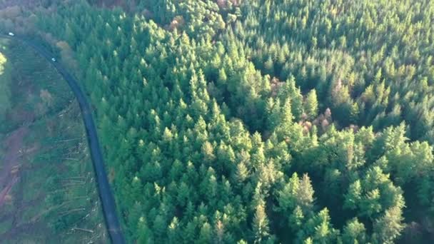 Drohnenblick über einen üppig grünen Kiefernwald auf einem Berg — Stockvideo