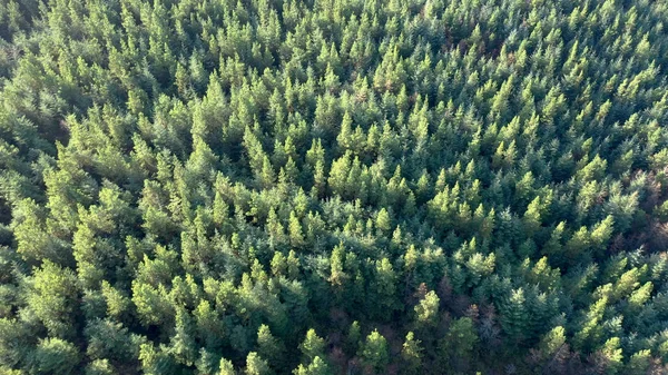 Vista alta de un bosque de pinos verdes desde un dron —  Fotos de Stock