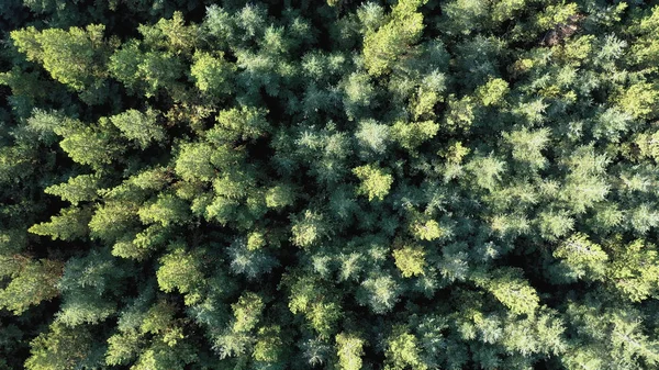 Uçağı yemyeşil bir çam ormanının üzerinde. — Stok fotoğraf