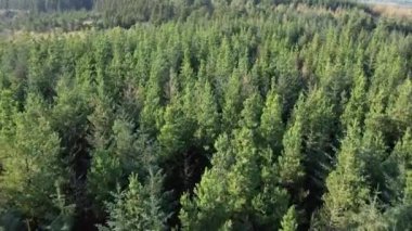 Uçağı yemyeşil bir çam ormanının üzerinde.