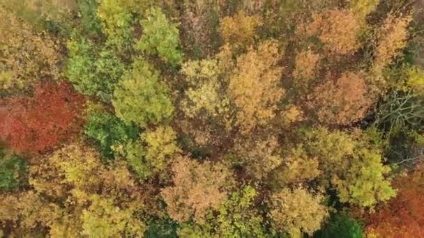 Vista aérea directamente encima de un bosque otoñal con hojas anaranjadas, rojas y herbáceas — Vídeos de Stock