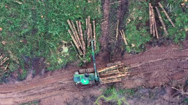 Die kommerzielle Holzfällerei sammelt gefällte Baumstämme ein. Luftaufnahme aus der Luft — Stockvideo