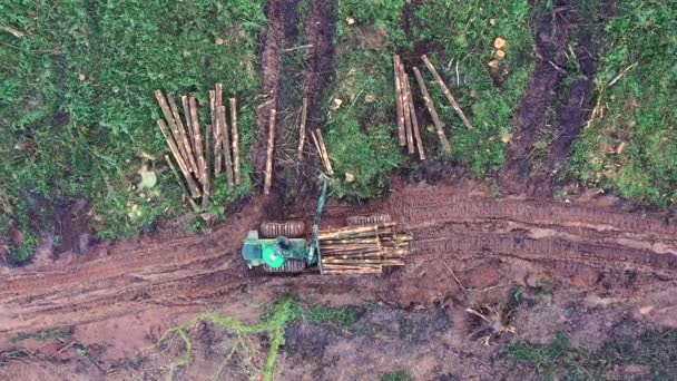 Die kommerzielle Holzfällerei sammelt gefällte Baumstämme ein. Luftaufnahme aus der Luft — Stockvideo