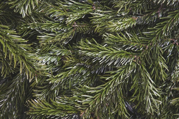 Christmas tree branches lay flat background — Stock Photo, Image