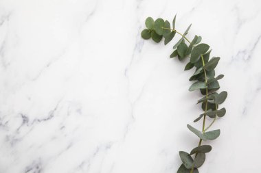 Okaliptüs dalları mermer bir zeminde yapraklar bırakır. Düz yat.