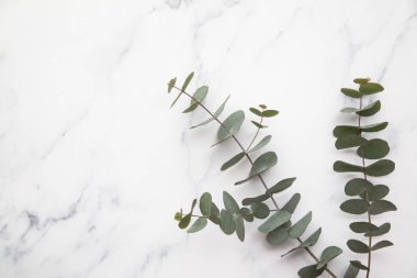 Okaliptüs dalları mermer bir zeminde yapraklar bırakır. Düz yat.