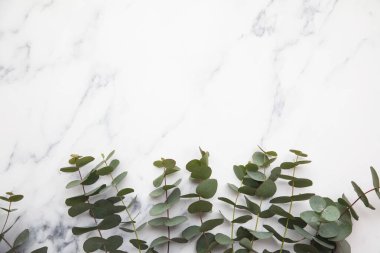 Okaliptüs dalları mermer bir zeminde yapraklar bırakır. Düz yat.