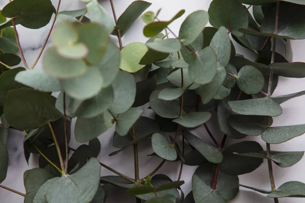 Takken van eucalyptus bladeren op een marmeren achtergrond. Ga plat liggen. — Stockfoto