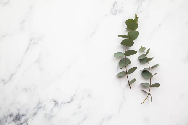 Гілки листя евкаліпта на мармуровому тлі. Ліжко плоске — стокове фото