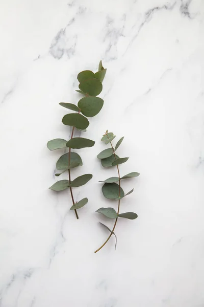 Takken van eucalyptus bladeren op een marmeren achtergrond. Ga plat liggen. — Stockfoto