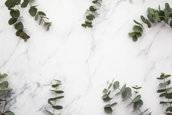 Rand van eucalyptus bladeren op een marmeren achtergrond. Ga plat liggen. — Stockfoto