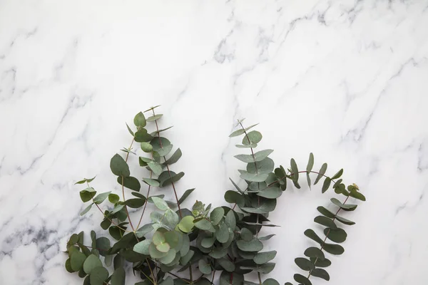 Takken van eucalyptus bladeren op een marmeren achtergrond. Ga plat liggen. — Stockfoto