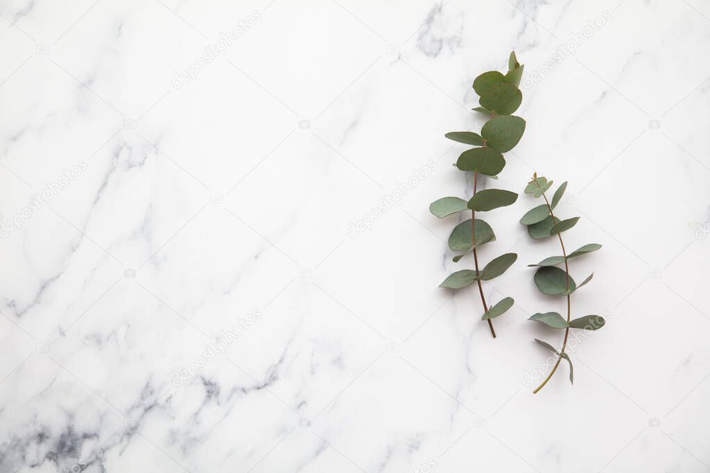 Branches of eucalyptus leaves on a marble background. Lay flat