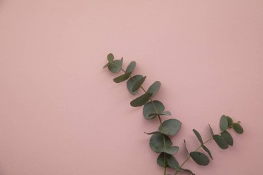 Okaliptüs dalları mermer bir zeminde yapraklar bırakır. Düz yat.