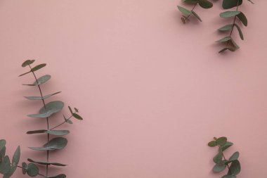 Pastel pembe arka planda okaliptüs yaprakları sınırı. Düz yat.
