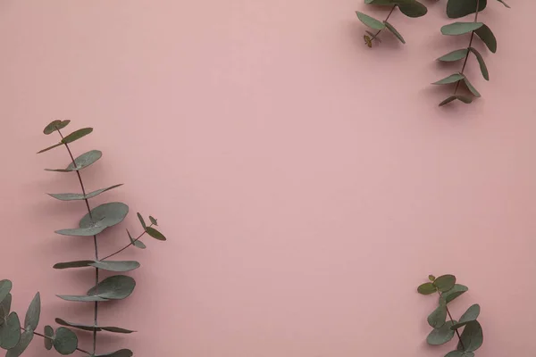 Rand van eucalyptus bladeren op een pastelroze achtergrond. Ga plat liggen. — Stockfoto