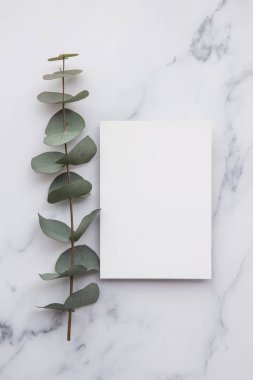 Okaliptüs yapraklı boş beyaz davetiye kartı.