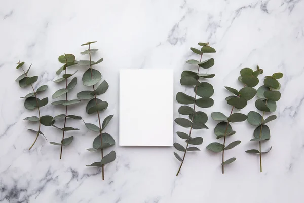 Blanco witte uitnodiging briefpapier kaart met eucalyptus bladeren. — Stockfoto