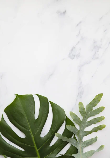 Topical jungle leaves on a modern marble background — Stok fotoğraf