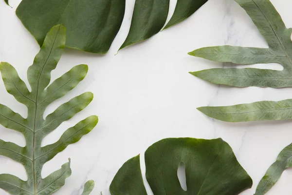 Topical jungle leaves on a modern marble background — Stok fotoğraf