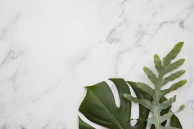 Topical jungle leaves on a modern marble background