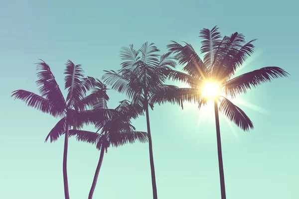 Tropikalna sylwetka palmy w świetle słonecznym. 3d renderowanie — Zdjęcie stockowe