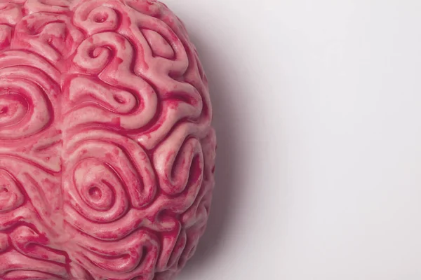 Modelo anatómico del cerebro humano sobre un fondo liso — Foto de Stock