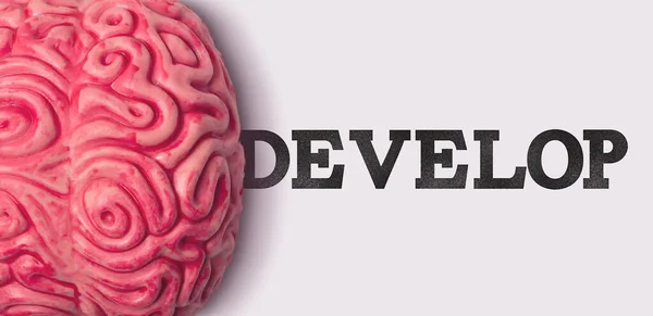 Develop word next to a human brain model — Stock Photo, Image