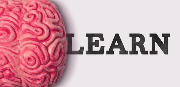 Impara la parola accanto a un modello di cervello umano — Foto Stock