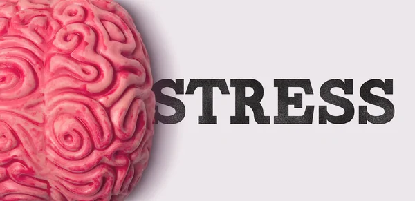 Palavra estresse ao lado de um modelo de cérebro humano — Fotografia de Stock