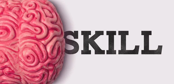 Parola di abilità accanto a un modello di cervello umano — Foto Stock