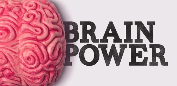 Palavra de poder cerebral ao lado de um modelo de cérebro humano — Fotografia de Stock