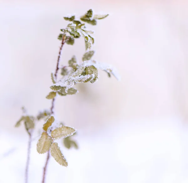 Vinter natur bakgrund. Frusen blomma — Gratis stockfoto