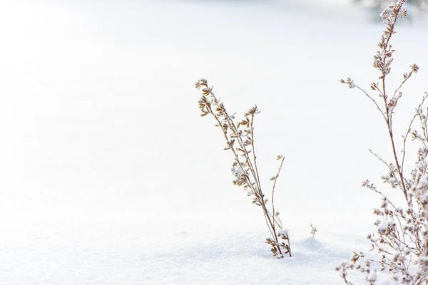 Winter nature background. Frozen flower