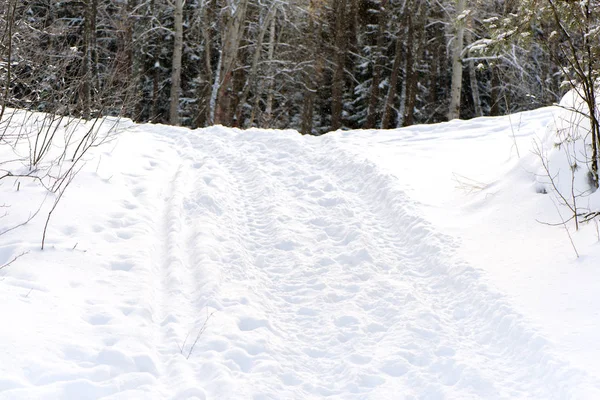 Bosque de invierno con carretera Imágenes De Stock Sin Royalties Gratis