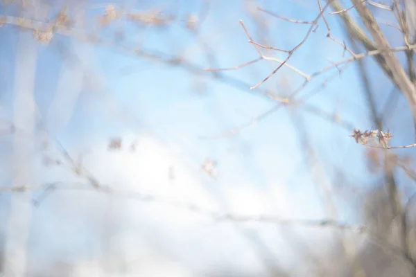 Naturaleza borrosa cielo fondo — Foto de stock gratuita