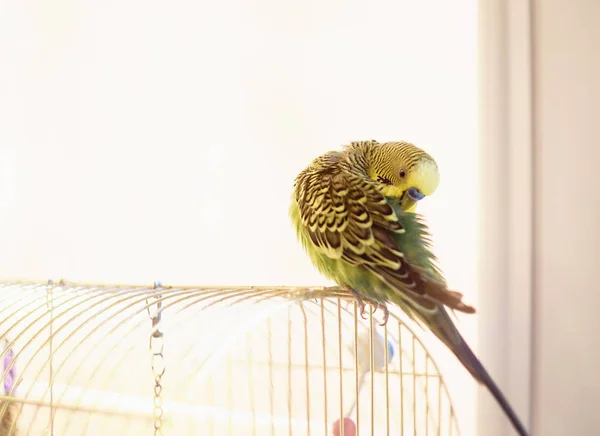 Budgerigar on the bird cage. Funny green budgie