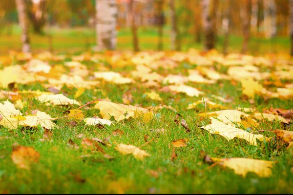 Frunzele Toamnă Galbene Iarbă Verde Căderea Pădurii Culori Bogate — Fotografie de stoc gratuită