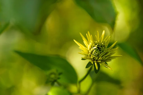 Rudbeckia Laciniata También Conocida Como Cutleaf Cutleaf Coneflower Goldenglow Green — Foto de stock gratis