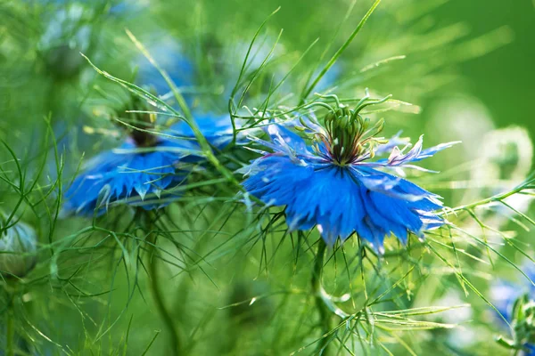 Macro shot garden blue flowers of love-in-a-mist or ragged lady