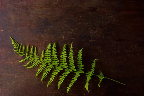 Minimalist lifestyle, delicate green fern leaves on wooden table background. Top view with copy space. Flat lay