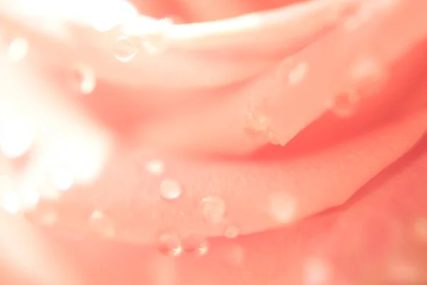 Blurred delicate floral background. Close up pink rose from drops. Defocused photo