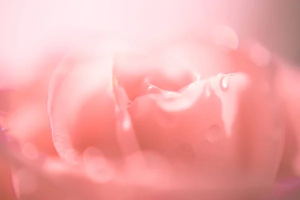 Blurred delicate floral background. Close up pink rose from drops. Defocused photo